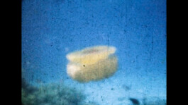 Franziska von Stenglin