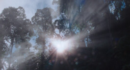 Franziska von Stenglin