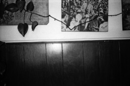 Franziska von Stenglin