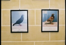 Franziska von Stenglin