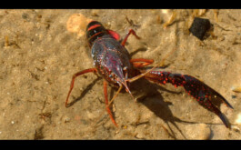 Franziska von Stenglin