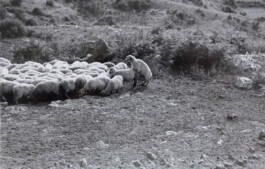 Franziska von Stenglin